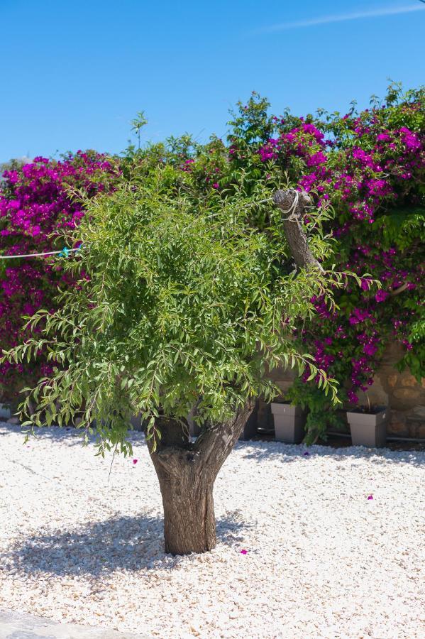 Dahlia And 3* Aliki (Paros)